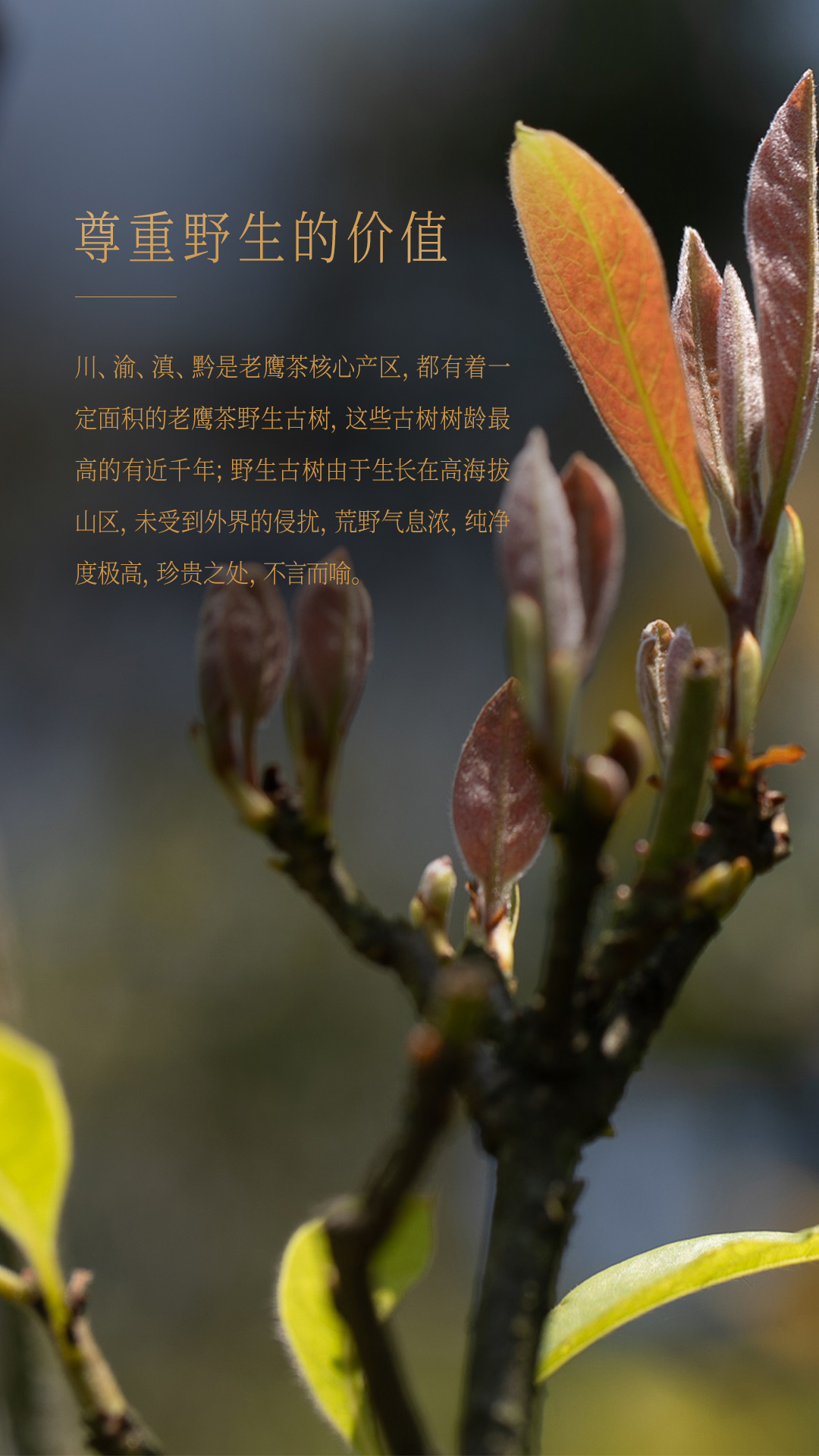 尊重野生的价值